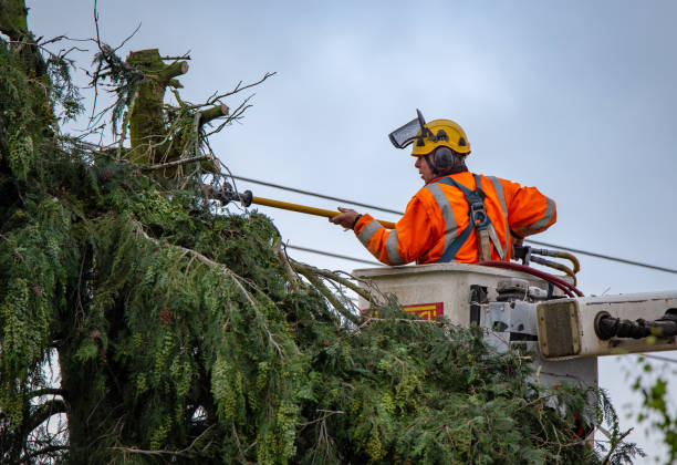 Best Hazardous Tree Removal  in Claxton, GA