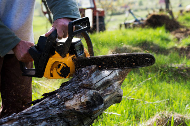 Best Root Management and Removal  in Claxton, GA